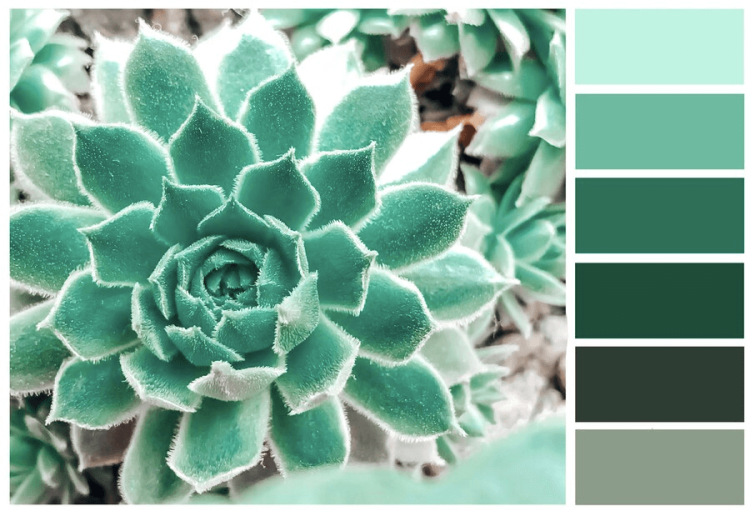 https://thrivemyway.com/wp-content/uploads/2021/10/Use-Photos-to-Create-Your-Color-Palette.png