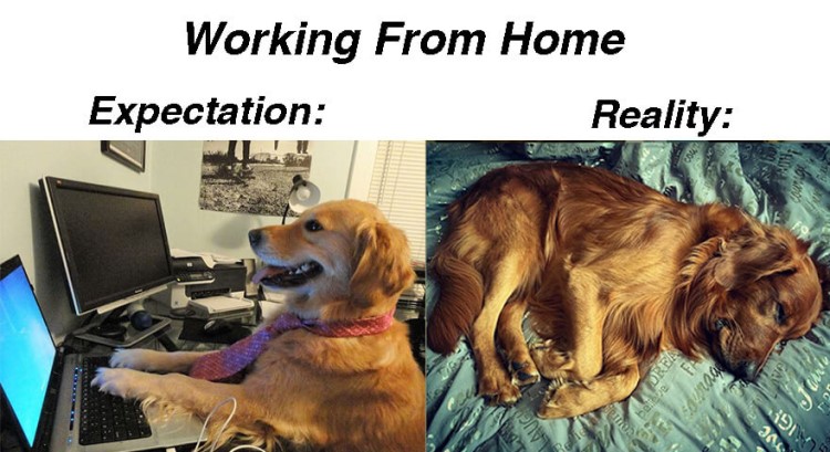 A working from home meme and a dog