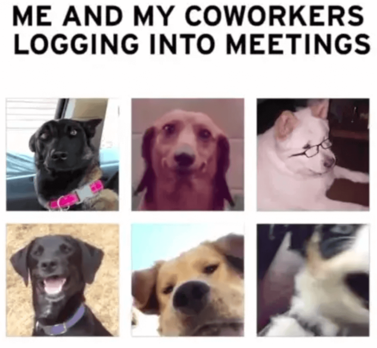 working from home meme and dogs