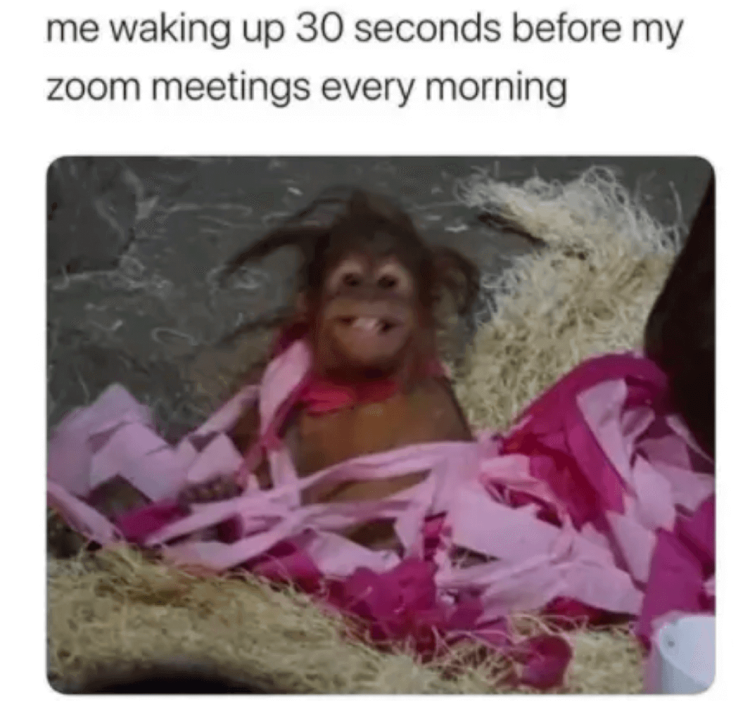 working from home meme and monkey