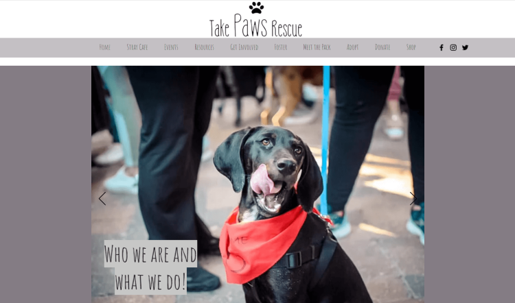 Pet Travel Blog Take Paws home page showcasing a dog with a scarf.