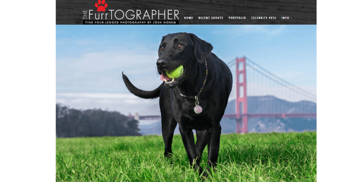 Pet Photography Blog The Furrtographer home page with a picture of a dog and a tennis ball in the mouse.