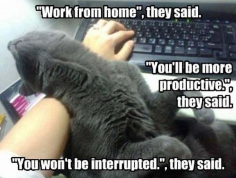 work from home memes, a cat attacks the hand of a working woman.